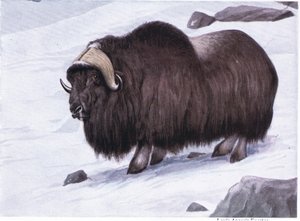 A pézsmaökör szúrós illata adja a pézsmaökör nevét